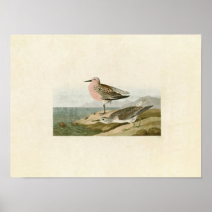 Plate 315   Red-Breasted Sandpiper Poster