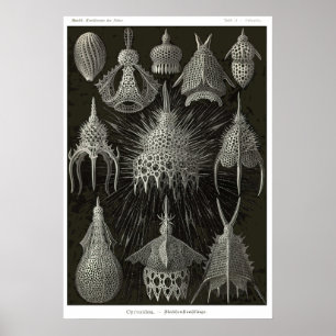 Plate 31 Cyrtoidea Poster