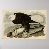 Plate 31 | White-Headed Eagle | Birds of America