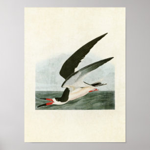Plate 323 Black Skimmer or Shearwater Poster