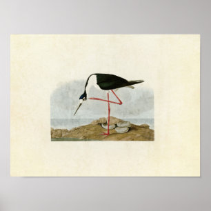 Plate 328 Long-Legged Avocet Birds of America Poster
