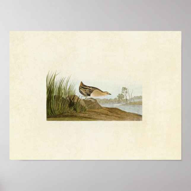Plate 329 | Yellow-Breasted Rail Poster (Front)