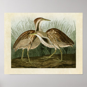Plate 337   American Bittern   Birds of America Poster