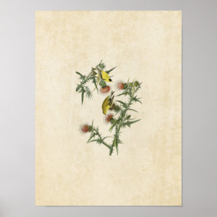 Plate 33   American Goldfinch   Birds of America Poster
