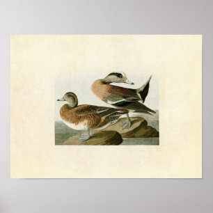 Plate 345   American Widgeon   Birds of America Poster