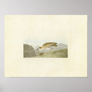 Plate 350 Rocky Mountain Plover Poster