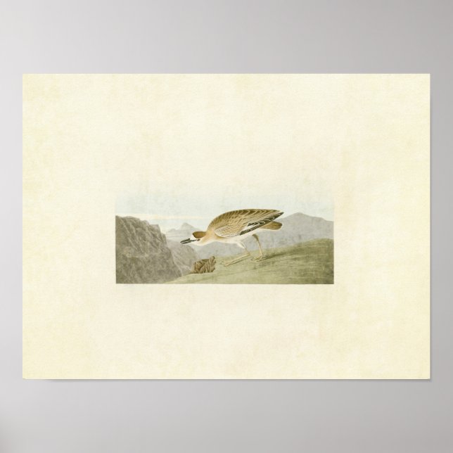 Plate 350 | Rocky Mountain Plover Poster (Front)