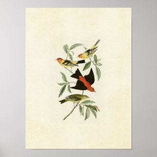 Plate 354 Louisiana and Scarlet Tanagers Poster