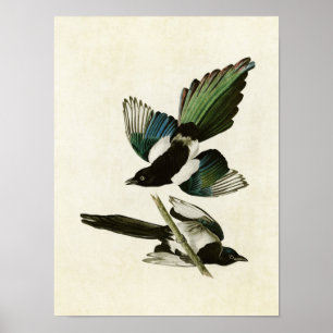 Plate 357 American Magpie Birds of America Poster
