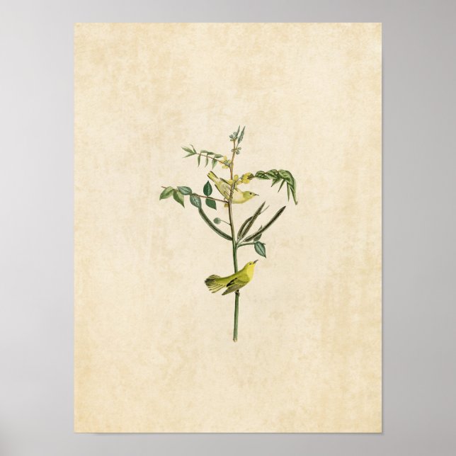 Plate 35 | Children's Warbler | Birds of America Poster (Front)