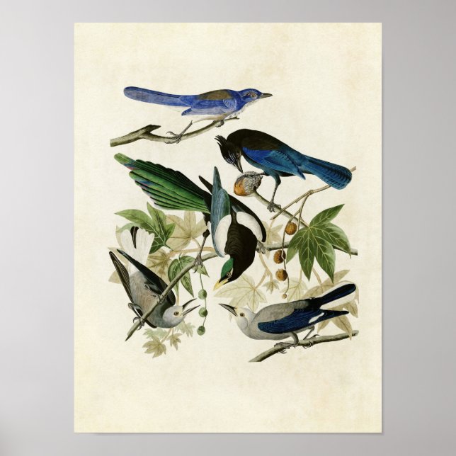 Plate 362 | Yellow-Billed Magpie & Stellers Jay Poster (Front)