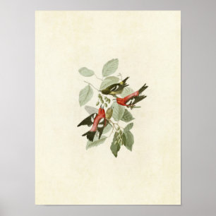 Plate 364 White-Winged Crossbill Poster