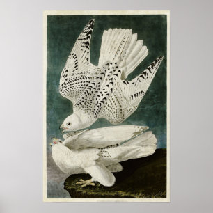Plate 366 Iceland or Jer Falcon Poster