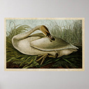 Plate 376   Trumpeter Swan   Birds of America Poster
