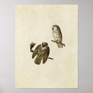 Plate 380 Tengmalm's Owl Birds of America Poster