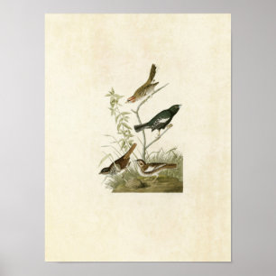 Plate 390 Lark Finch, Prairie Finch & Sparrow Poster