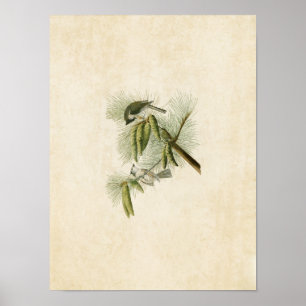 Plate 39 Crested Titmouse Birds of America Poster