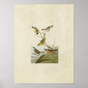 Plate 400   Siskin, Redpoll, Tanager & Finch Poster