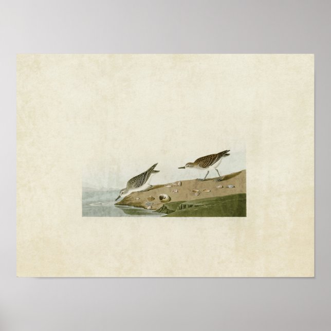 Plate 405 | Semipalmated Sandpiper Poster (Front)