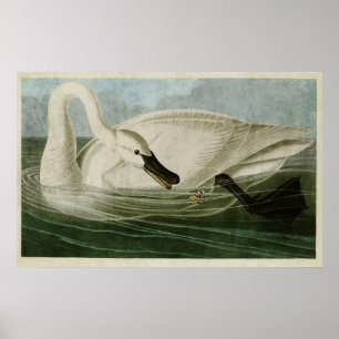 Plate 406   Trumpeter Swan   Birds of America Poster