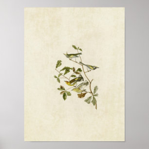 Plate 414 Golden-Winged and Cape May Warblers Poster