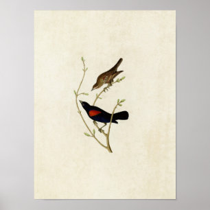 Plate 420   Prairie Starling   Birds of America Poster