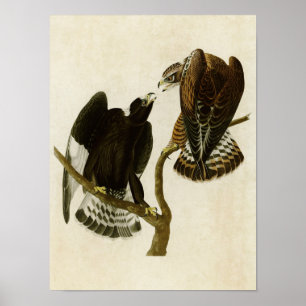 Plate 422 Rough-Legged Falcon Birds of America Poster