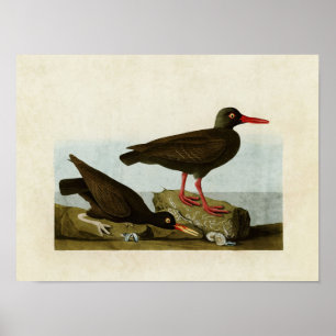 Plate 427   Assorted Oystercatchers Poster
