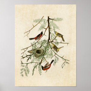 Plate 42   Orchard Oriole   Birds of America Poster