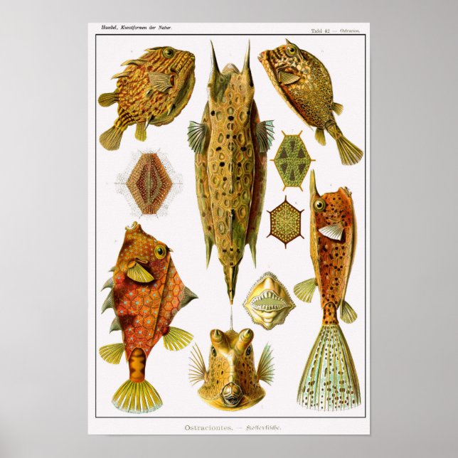 Plate 42. Ostraciontes. Poster (Front)