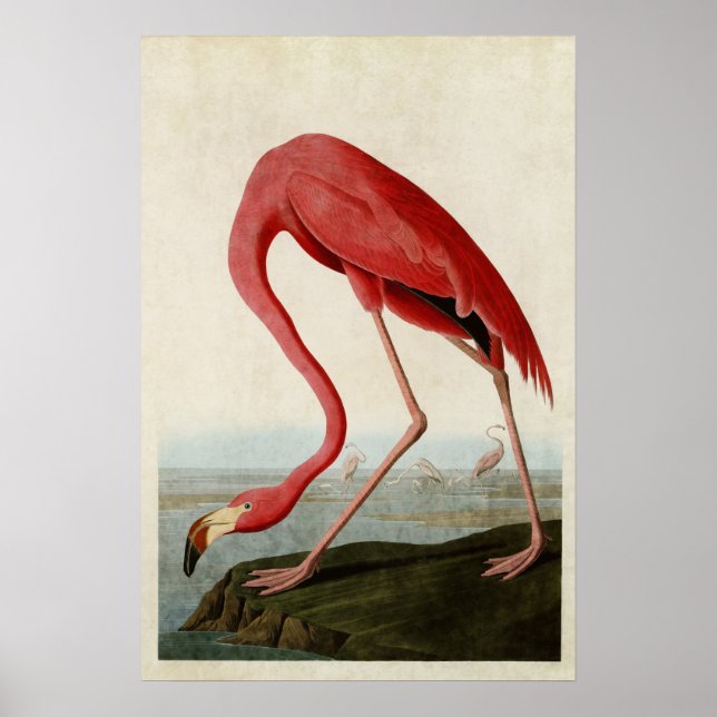 Plate 431 | American Flamingo | Birds of America Poster (Front)