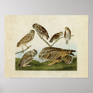 Plate 432 Assorted Owls Birds of America Poster