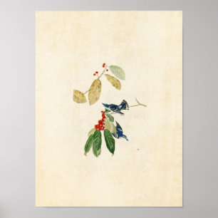 Plate 48 Azure Warbler Birds of America Poster