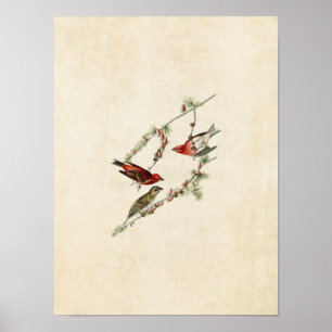 Plate 4   Purple Finch   Birds of America Poster