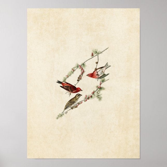 Plate 4 | Purple Finch | Birds of America Poster (Front)