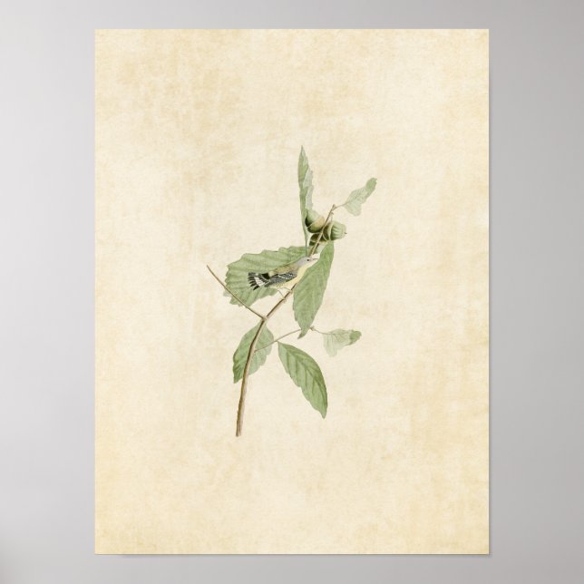 Plate 50 | Black & Yellow Warbler Poster (Front)