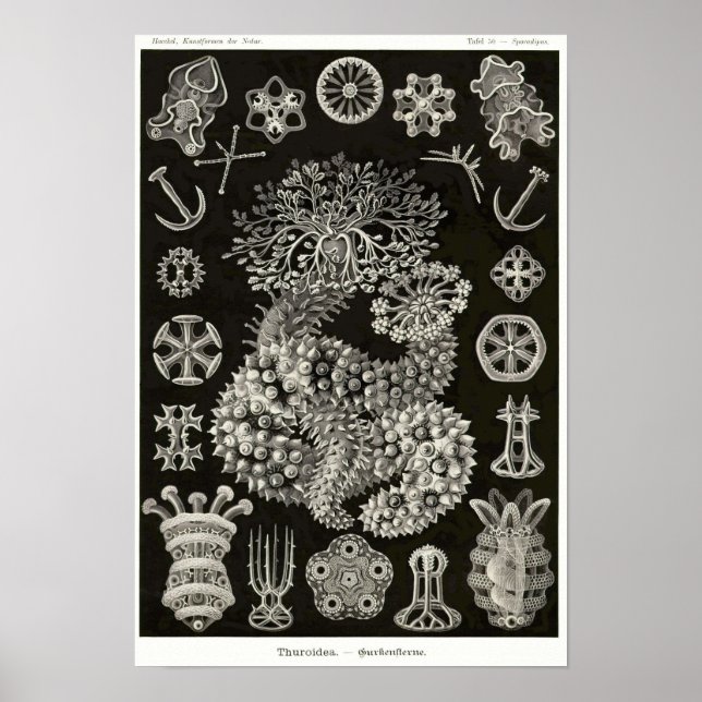 Plate 50. Thuroidea. Poster (Front)