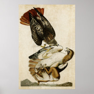 Plate 51 Red-Tailed Hawk Birds of America Poster