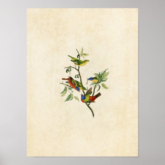 Plate 53 | Painted Finch | Birds of America Poster (Front)