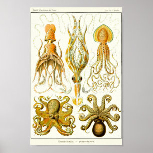 Plate 54. Gamochonia. Poster