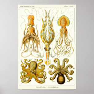 Plate 54. Gamochonia. Poster