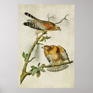 Plate 56 Red-Shouldered Hawk Birds of America Poster