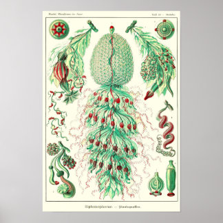 Plate 59. Strobalia cupola. Poster