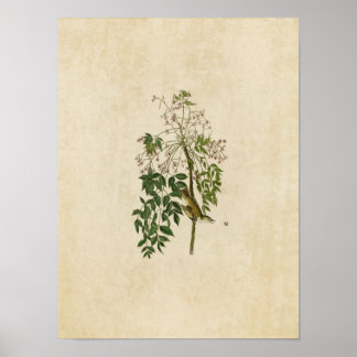 Plate 63 | White-Eyed Flycatcher or Vireo Poster