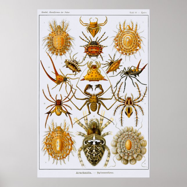 Plate 66. Arachnida. Spiders (order Araneae) Poster (Front)