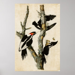 Plate 66 Ivory-Billed Woodpecker Poster