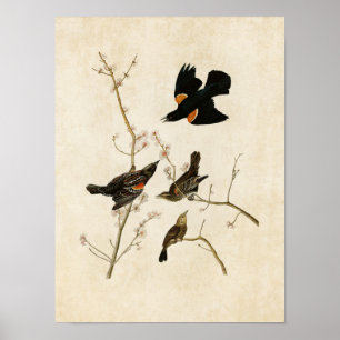 Plate 67   Red-Winged Starling or Marsh Blackbird Poster