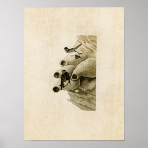 Plate 68   Republican or Cliff Swallow Poster