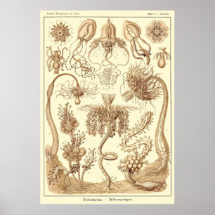Plate 6 Tubulariae Poster