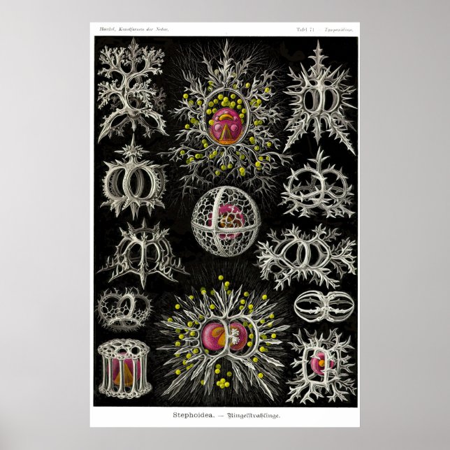 Plate 71. Stephoidea Poster (Front)